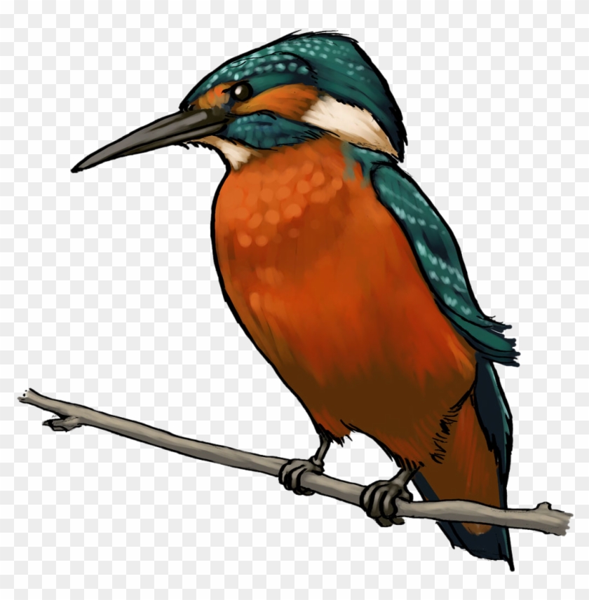 Kingfisher Clipart - Kingfisher Bird Hd Png #228988