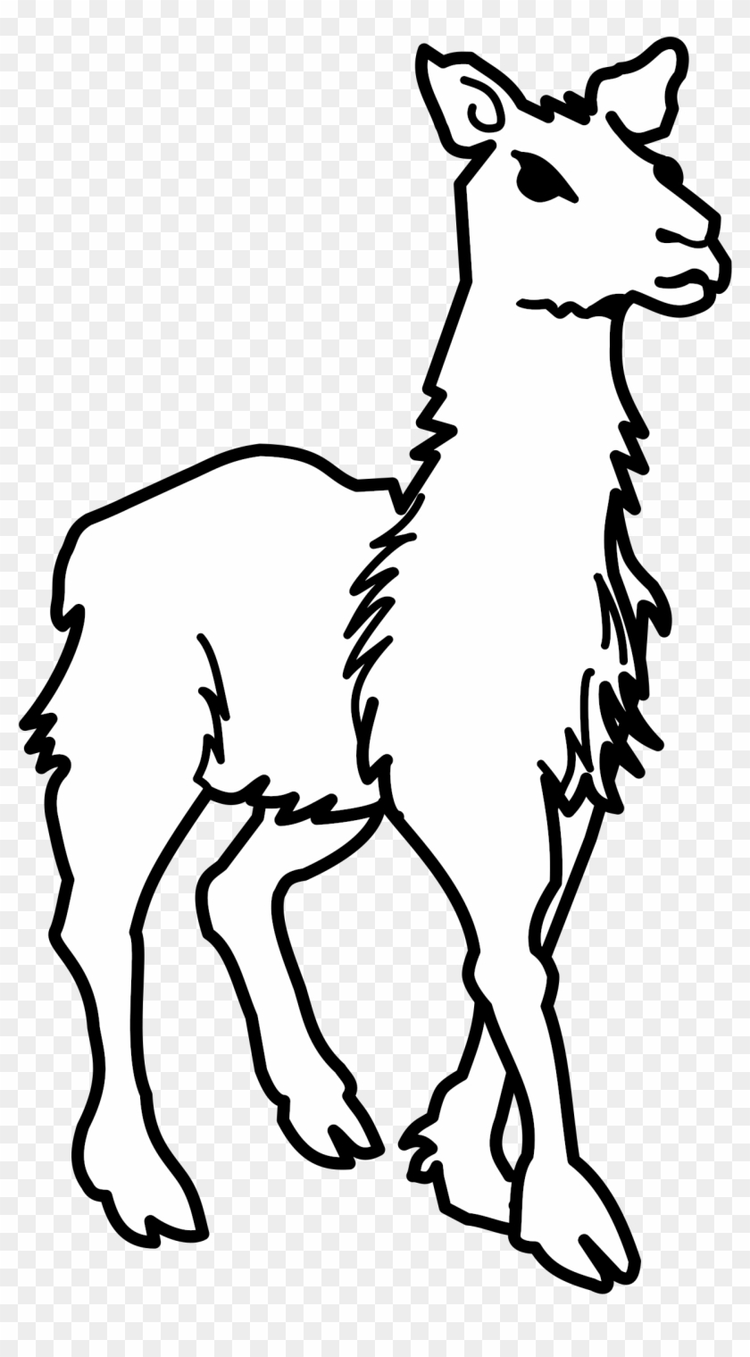 Clipart Llama Lineart - Lama Black And White #229027