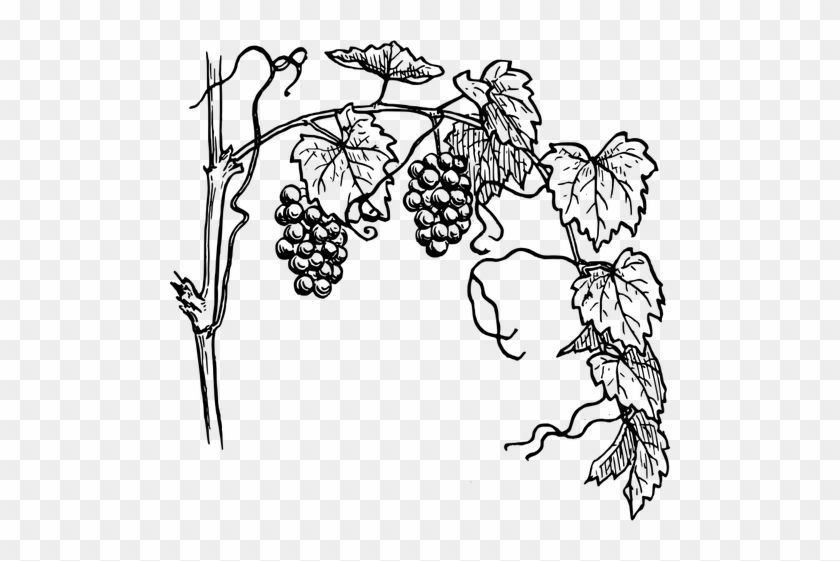 Weinrebe Clipart - Grape Vine Clipart #229622