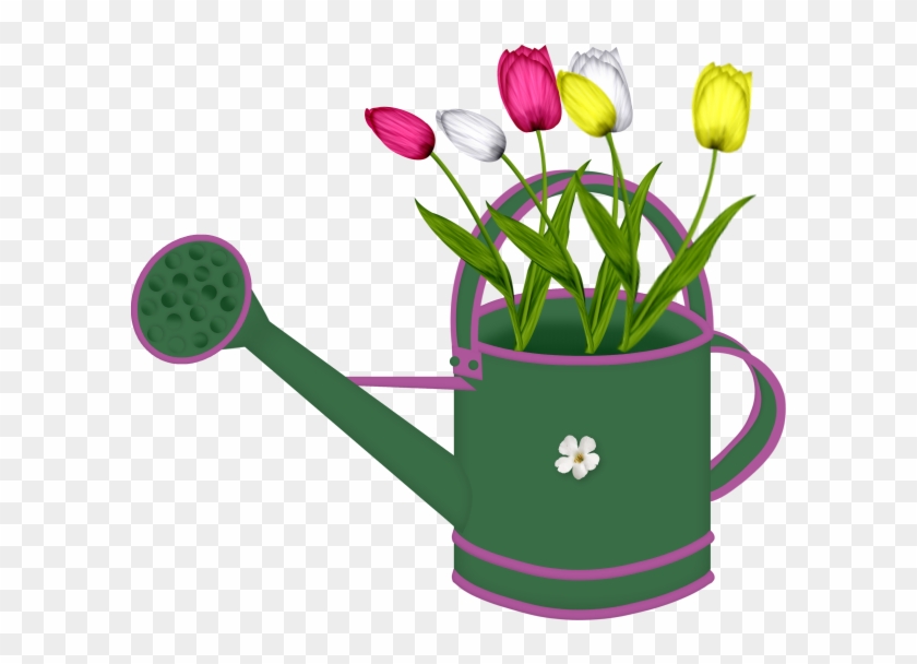Tulips In Watering Cans - Tulip #229636