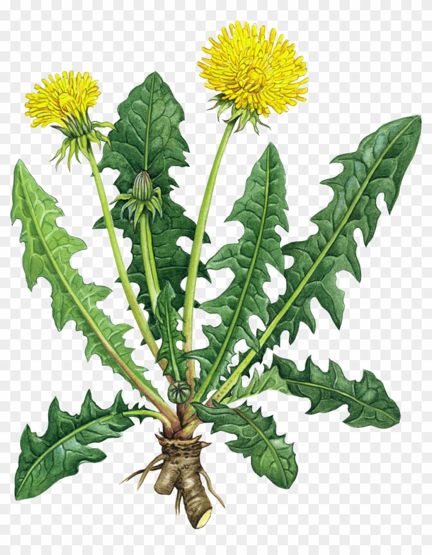 Universal Edibility Test - Health Benefits Of Dandelion Root #229732