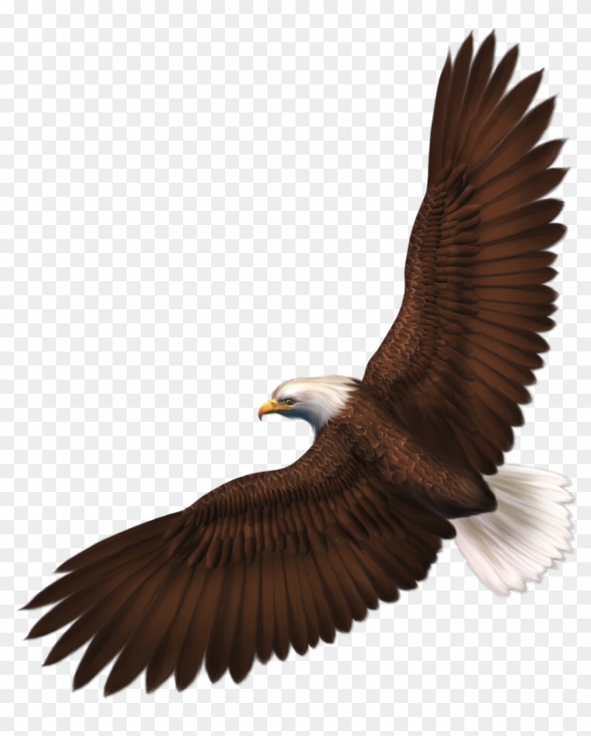 Transparent Eagle Png Picture - Eagle Clipart Transparent Background #229840