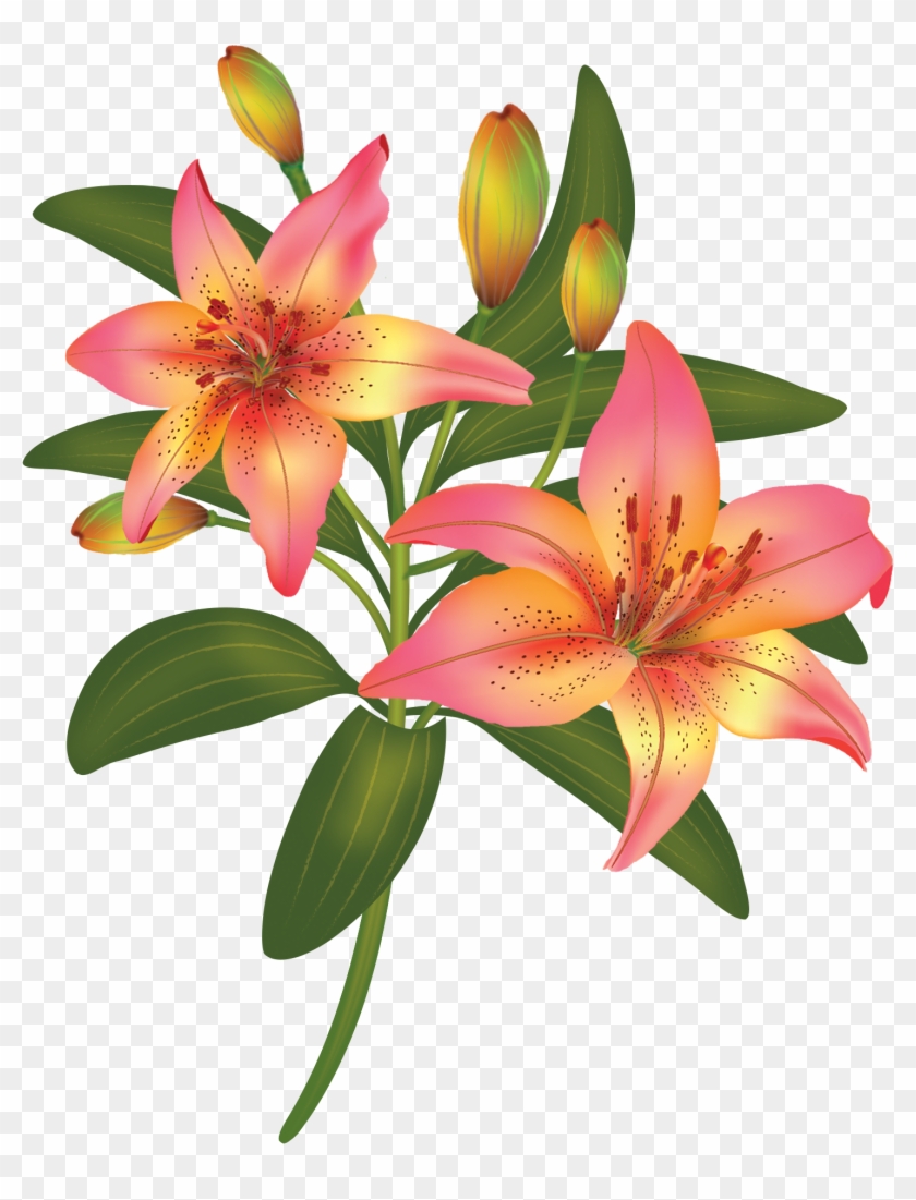 Bilder - Flower #230094