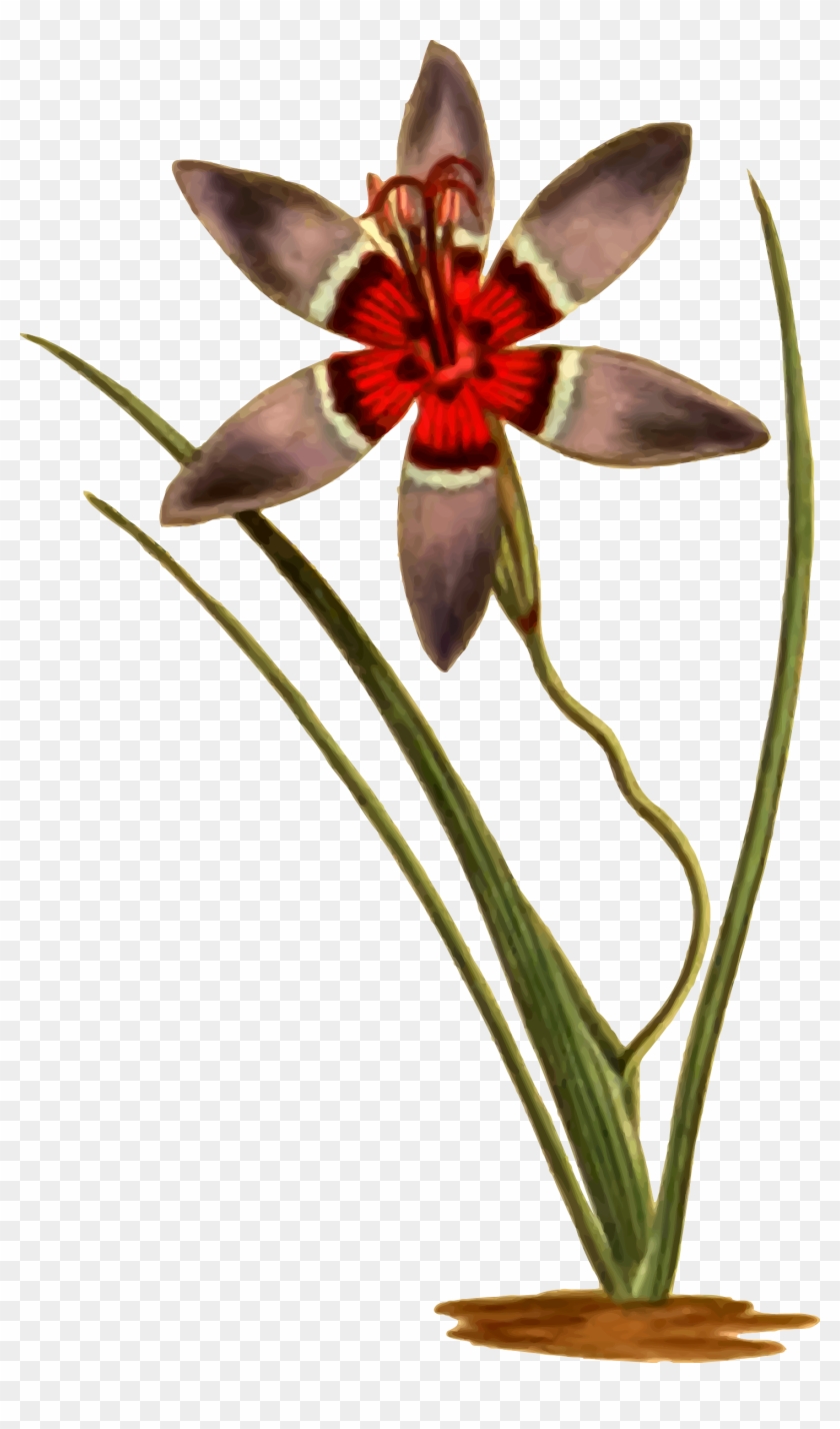 Graphic Transparent Clipart Plaid Ixia Big - Tulipa Humilis #1458498