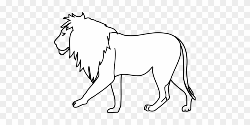 lion : r/drawing