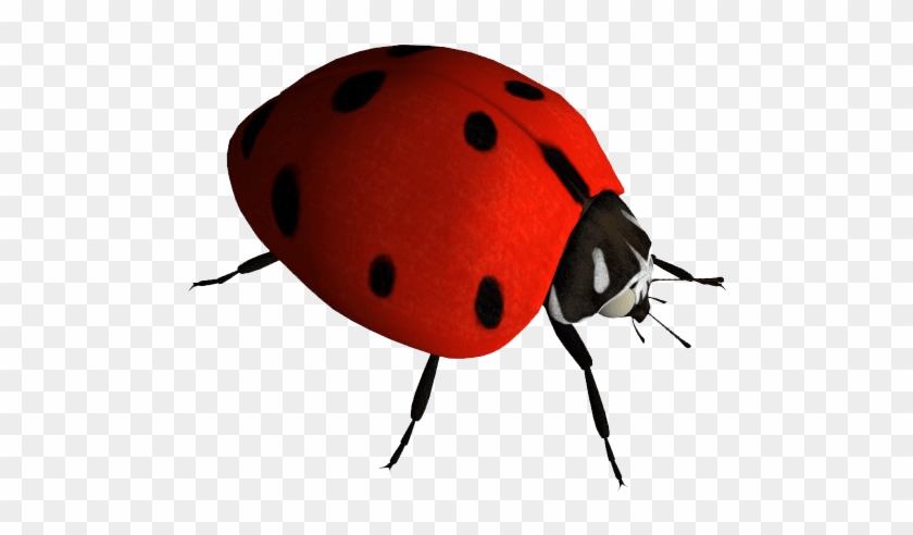 Insects Png #1458919