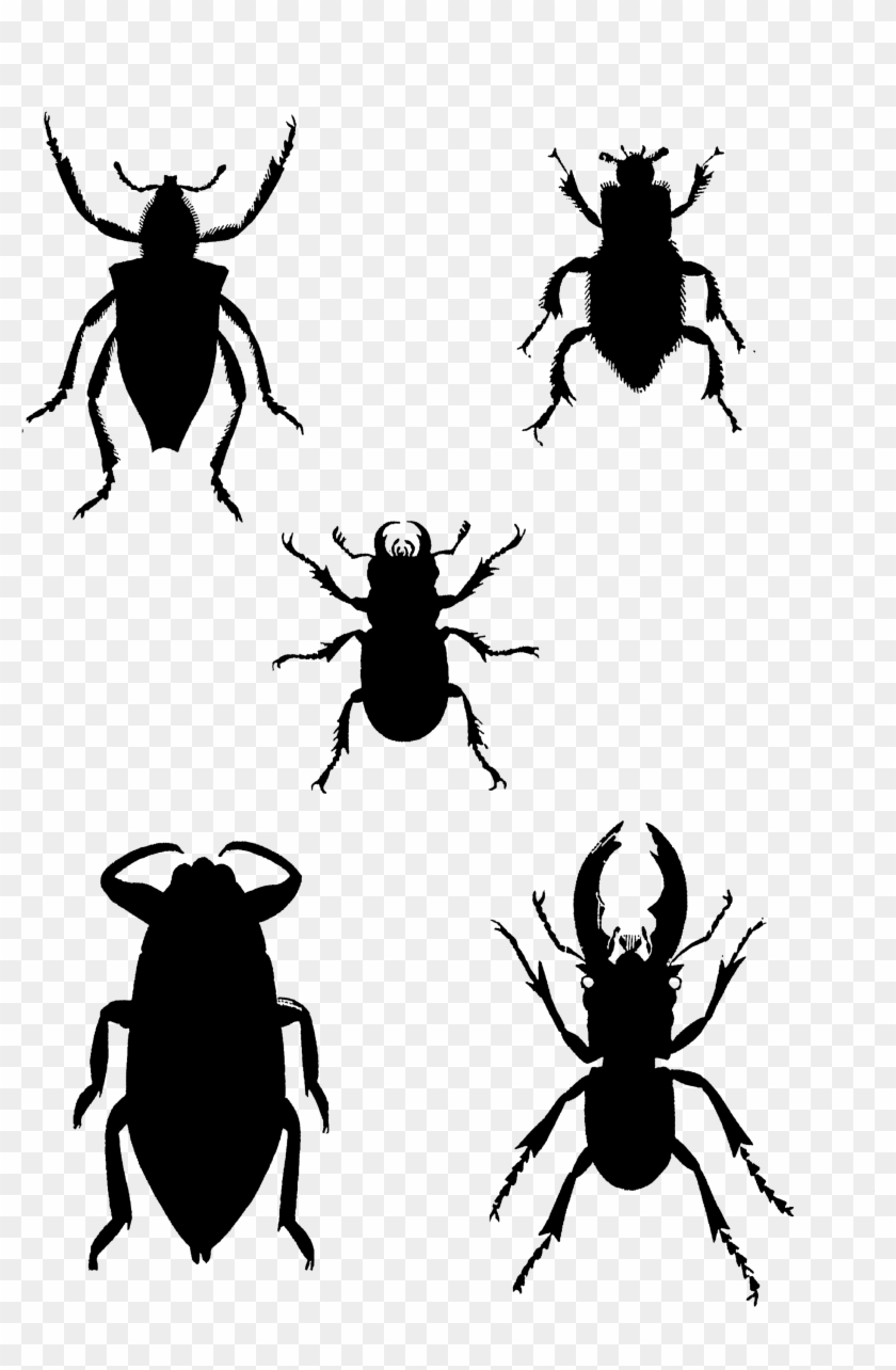 1819 Insects Silhouettes Free Vintage Clip Art➢ Download - Weevil #1459731