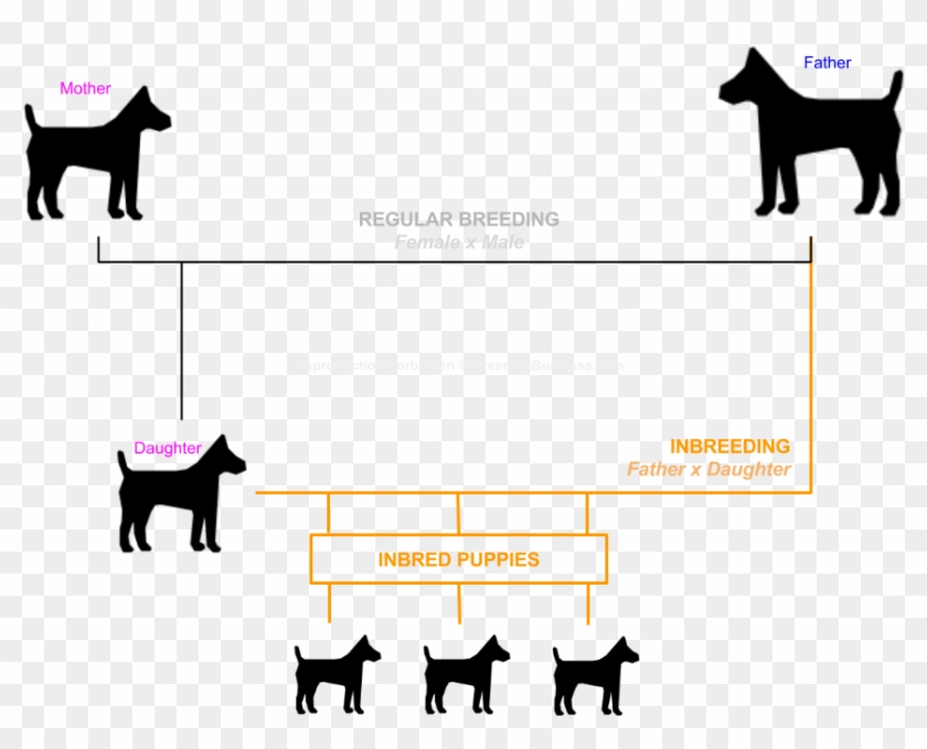 Dog Inbreeding Explained For Everybody Interested Into - Motorola Bark500u Shock-free No-bark Indoor Ultrasonic #1460106