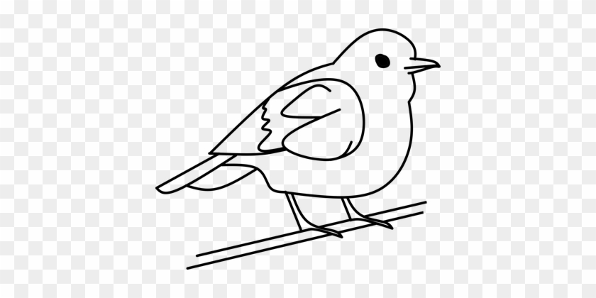 Bird out. White Bird logo. Basic Bird outline. European Songbirds outline.