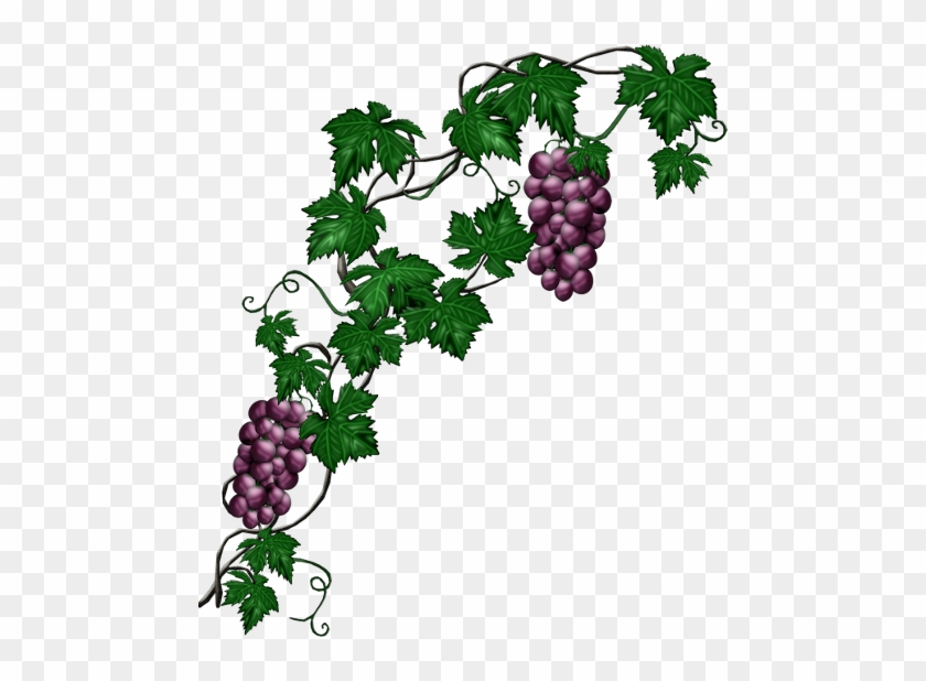 Transparent Grape Vines Png #1462265