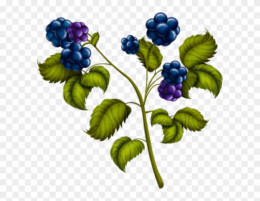 Mûres Png - Blackberry #1462295