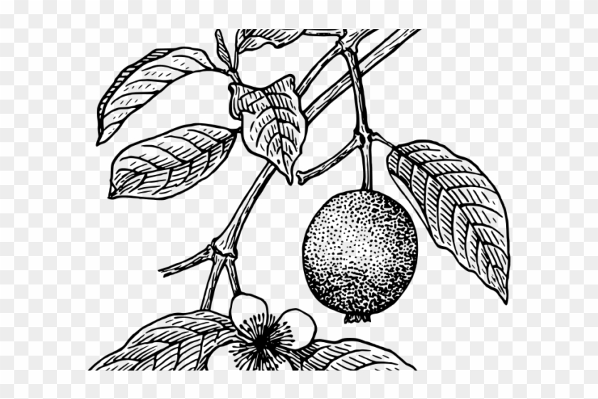 Featured image of post Guava Tree Sketch Are you searching for guava png images or vector