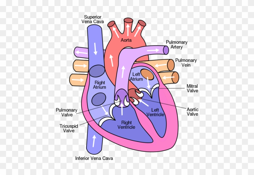 Heart Anatomy Blood Flow - Diagram Of The Heart #1466105