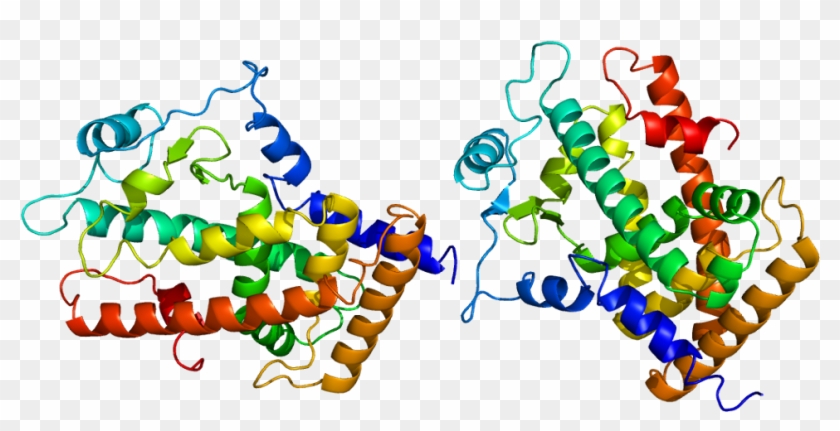 Own Work, Cc By-sa - Peroxisome Proliferator Activated Receptor Delta #1466296