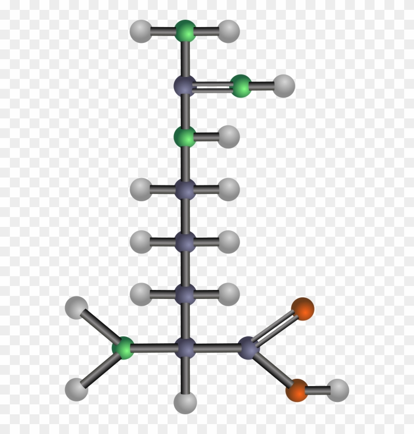 Arginine Clip Art - Amino Acids Clipart #1466431