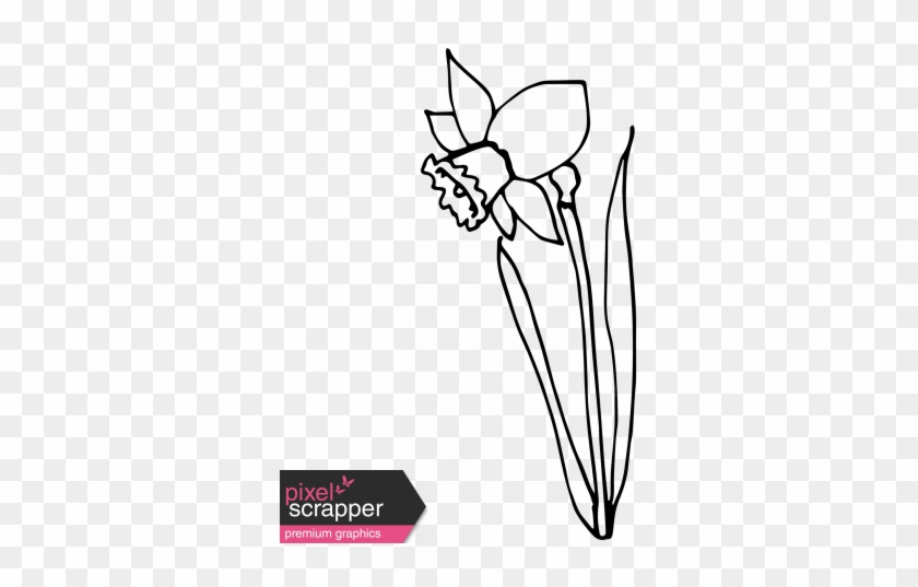 Clip Transparent Narcissus - Daffodil Illustration Hand Drawn #1467274