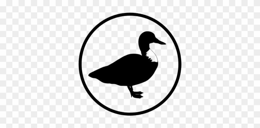 Duck Rowing - Duck Vector #1468005
