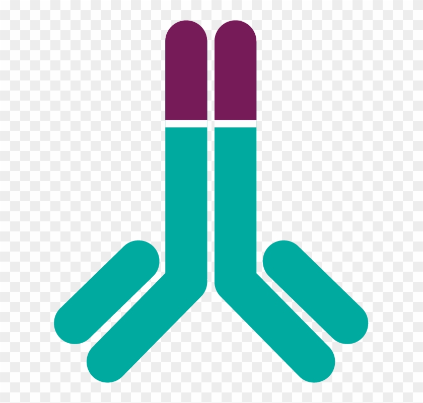 Fasenra Accomplishes Direct And Rapid Depletion Of - Fasenra Accomplishes Direct And Rapid Depletion Of #1468173