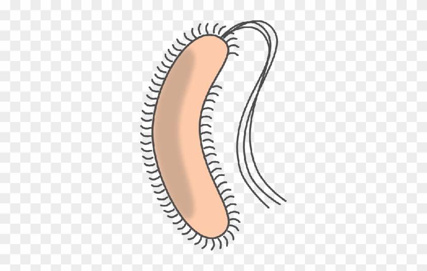 E Coli Cliparts - E Coli Clip Art #1468378