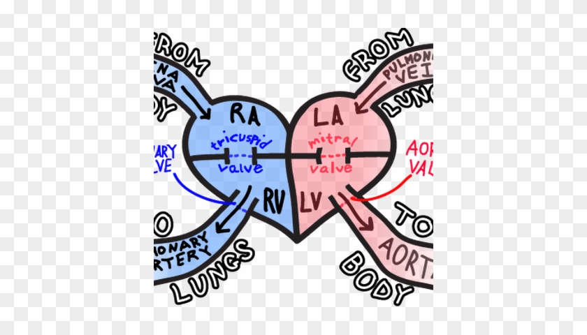 Blood Flow Through Your Heart Nursing Tips, Nursing - Heart Simple Explanation #1469064