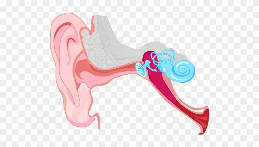 It Often Seems To Them That People Are “mumbling - Easy Diagram Of The Ear #1469278