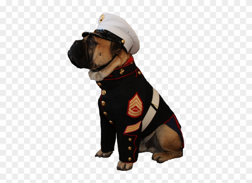 Marine Corps Dress Blues For Dogs #1469590