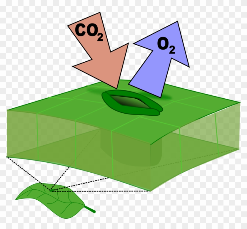 Leaf Stoma Computer Icons Carbon Dioxide Botany - Leaf Stomata Clipart #1470480