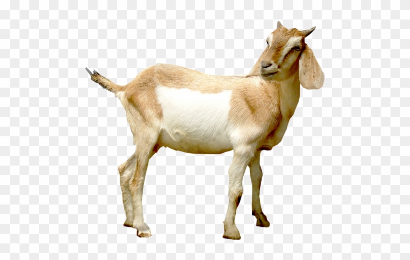Mountain Goat Png Hd Transparent Mountain Goat Hdpng - Side View Goats Png #1470774