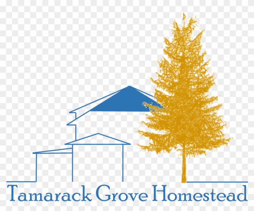 Tamarack Grove Homestead Is A Hobby Farm Established - Tree Larch #1471435