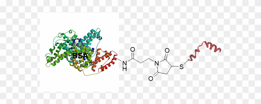 Bsa Peptide Conjugates - Albumin #1471589