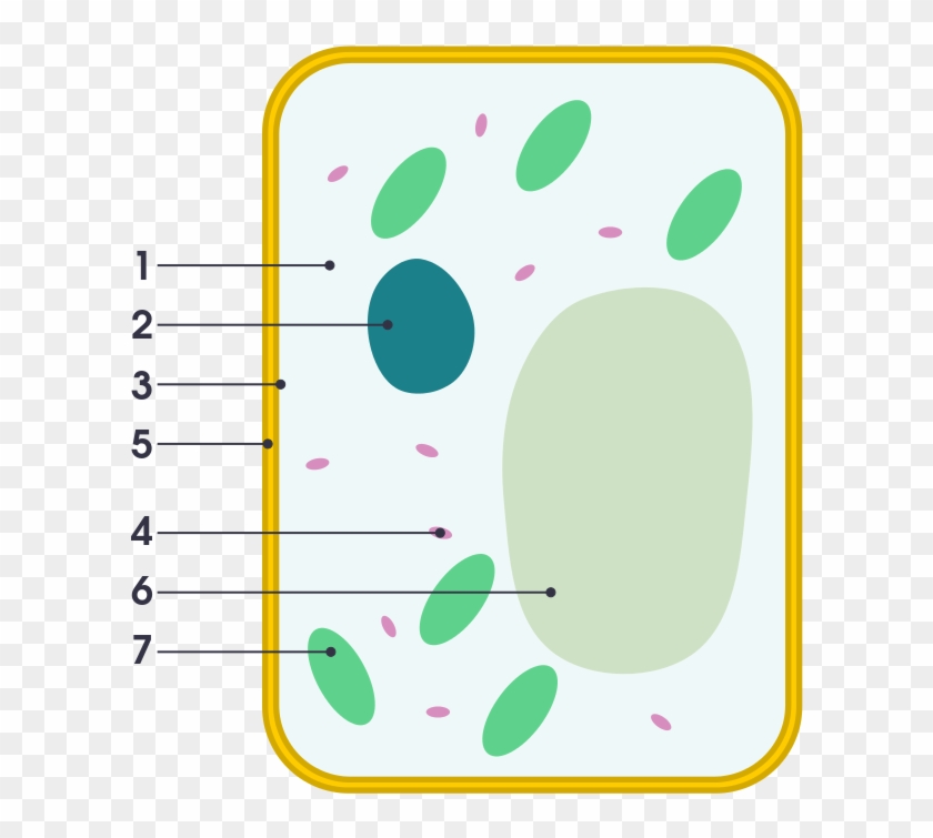 Simple Diagram Of Plant Cell - Simple Diagram Of Plant Cell #1473198