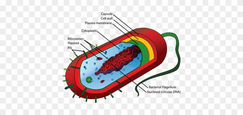 Prokaryotic Cell Diagram #1473209