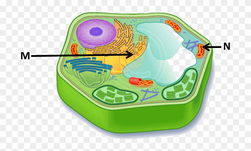 Image Showing Plant Cell - Image Showing Plant Cell #1473210