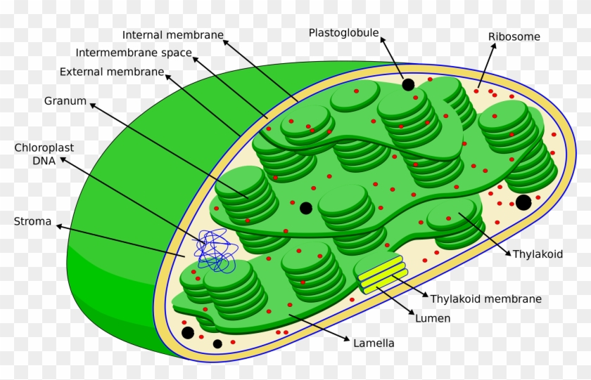 Cell Eng Organelle Photosynthetic - Esquema De Cloroplastos #1473213