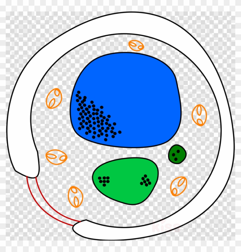 Huby A Lišajníky Clipart Fungus Yeast Cell - Yeast Cell Diagram #1473219