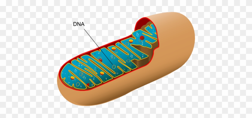 Cytoplasm - Mitochondria Function #1473227