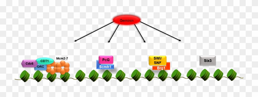 We Are Using Conditional Knock Mice, Stem Cell Cultures - We Are Using Conditional Knock Mice, Stem Cell Cultures #1473235