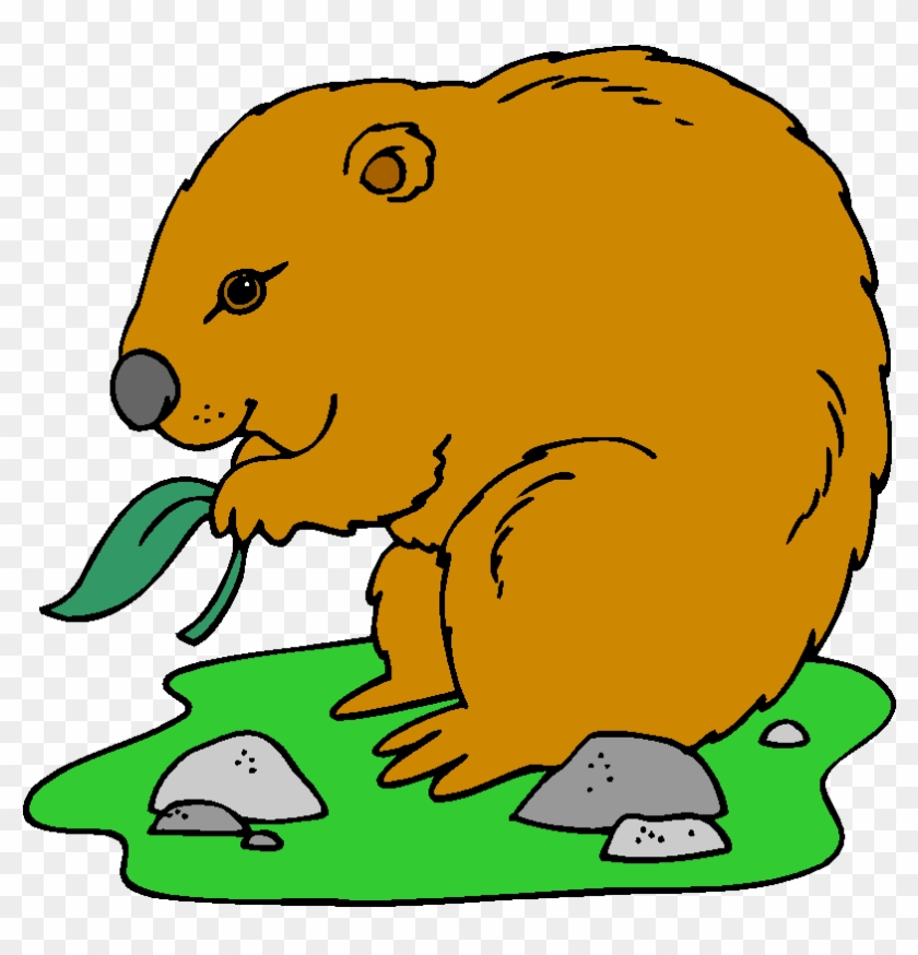 Wombat Eating Clipart #1473318