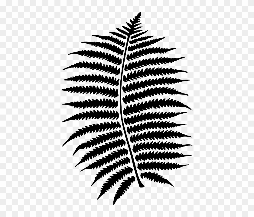 Fern, Forest, Leaf, Nature, Plant, Black, Pattern - Fern, Forest, Leaf, Nature, Plant, Black, Pattern #1474733