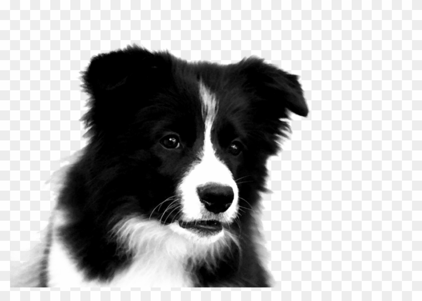 Collie Png Clipart Rough Collie Border Collie Puppy - Collie Png Clipart Rough Collie Border Collie Puppy #1474783