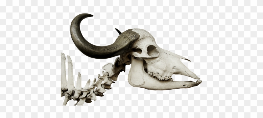 Cattle Skull,skull,african Buffalo,syncerus - Cattle Skull,skull,african Buffalo,syncerus #1475262