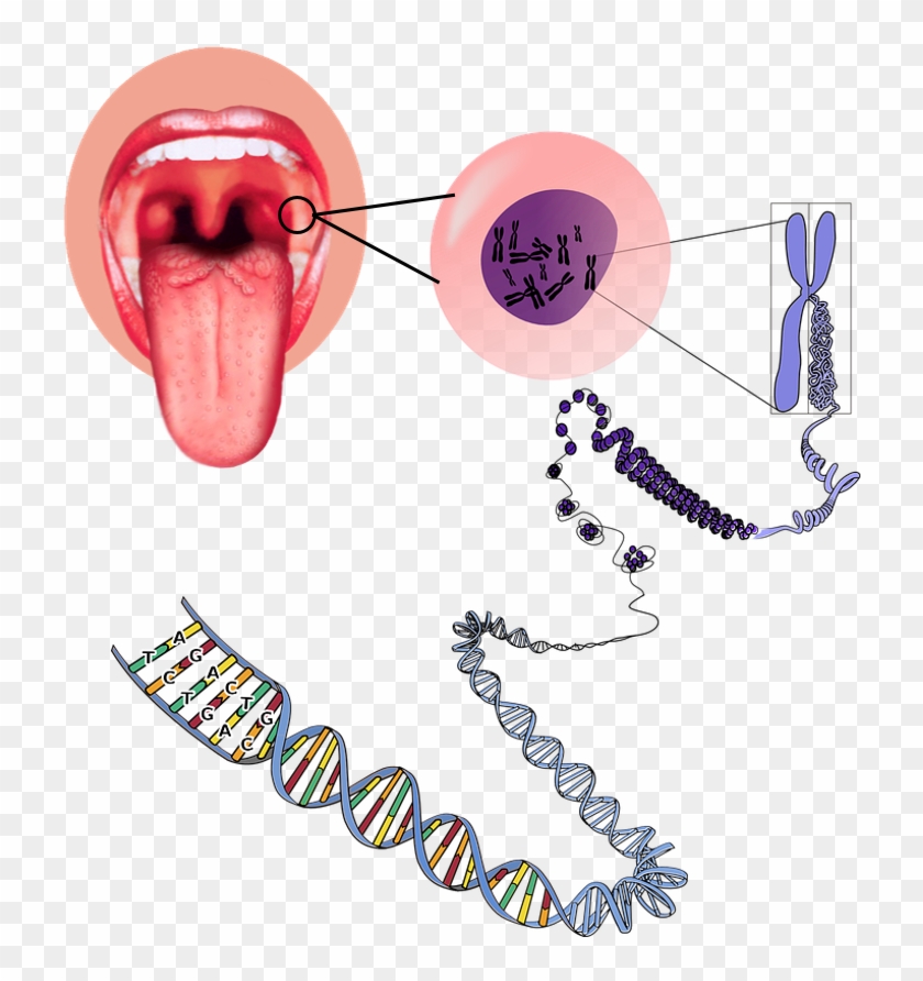 Https - //commons - Wikimedia - Org/wiki/file - Tongue1 - Https - //commons - Wikimedia - Org/wiki/file - Tongue1 #1478186