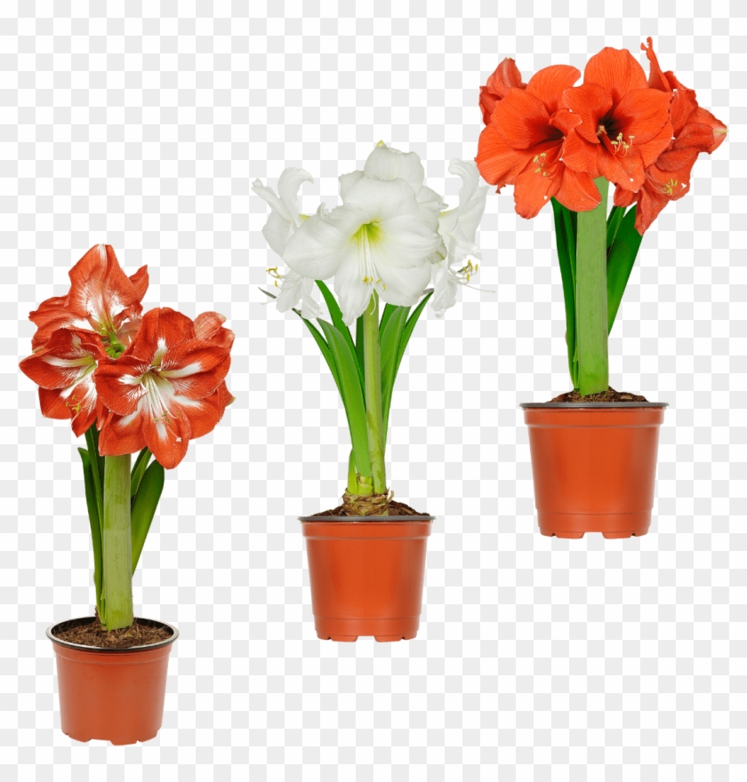 Amaryllis Gunstig Bei Aldi Nord - Amaryllis Gunstig Bei Aldi Nord #1479610