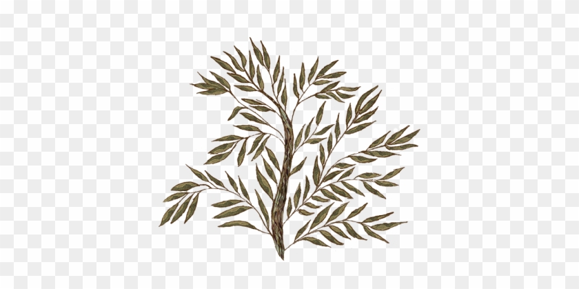 Olive Jug - Olive Jug #1480587