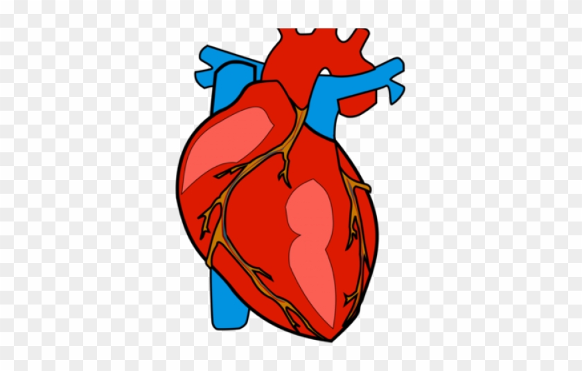 Body Clipart Heart - Body Clipart Heart #1481104
