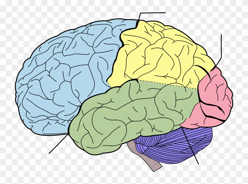 Impressive Worksheets On Lobes Of The Brain In Printable - Lobes Of The Brain #233141