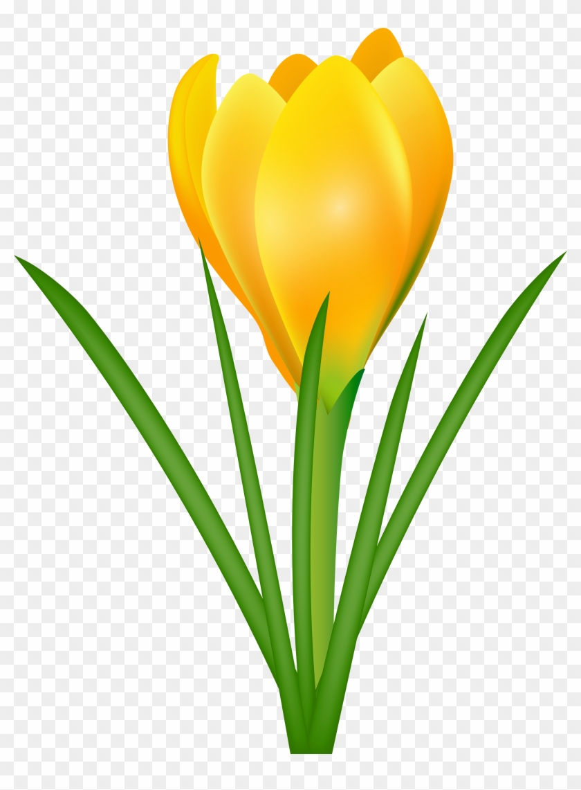 Crocus Clipart Spring School - Crocus Clipart #233325