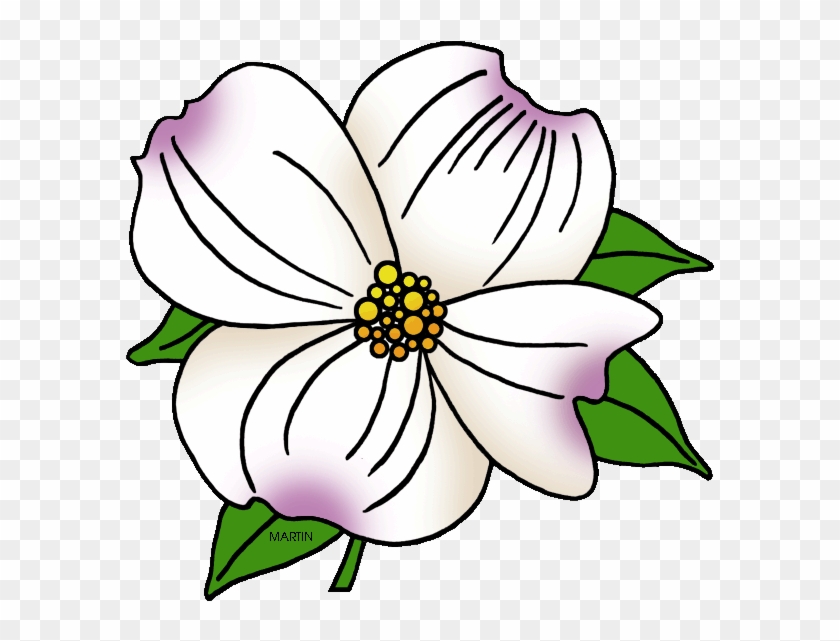 North Carolina State Flower - Dogwood Flower Coloring Page #233572