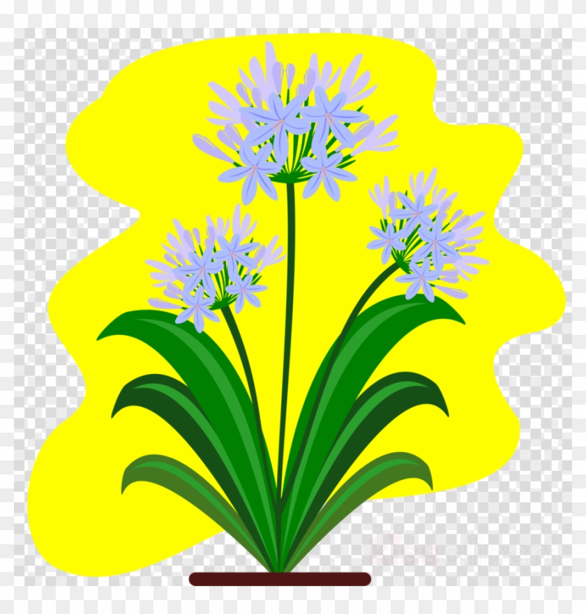 Botanical Drawing Pdf Agapanthus Clipart Floral Design - Botanical Drawing Pdf Agapanthus Clipart Floral Design #1482269