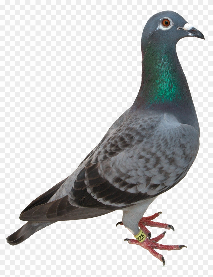 Pigeon Clipart High Resolution - Pigeon Clipart High Resolution #1482546